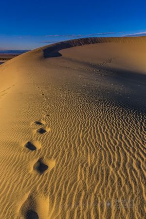 mesquite dunes_4.jpg